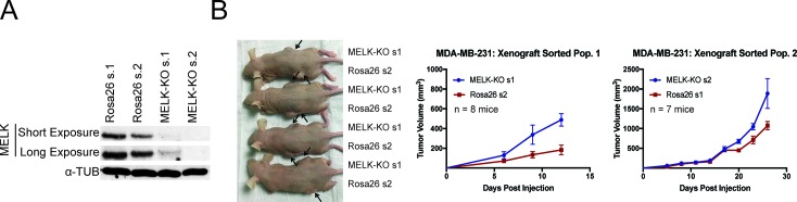 Figure 2—figure supplement 2.