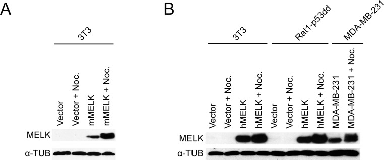 Figure 1—figure supplement 1.