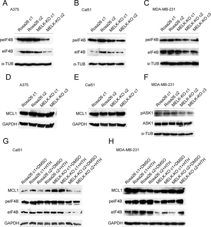 Figure 3—figure supplement 1.