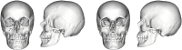 Fig 11