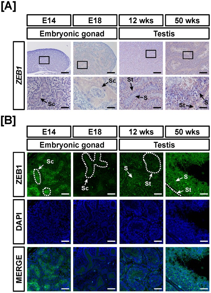 Figure 12