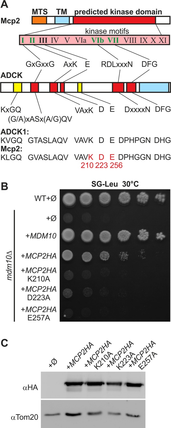 FIGURE 4: