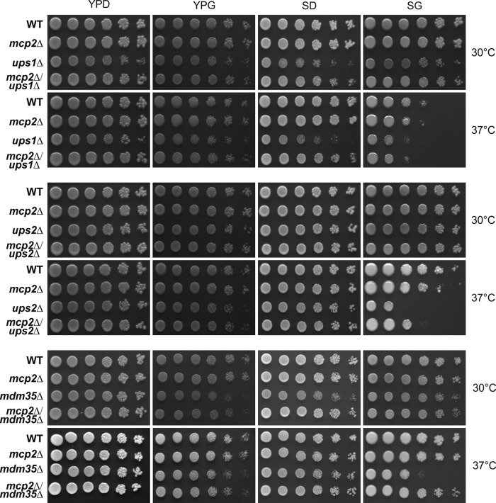 FIGURE 6: