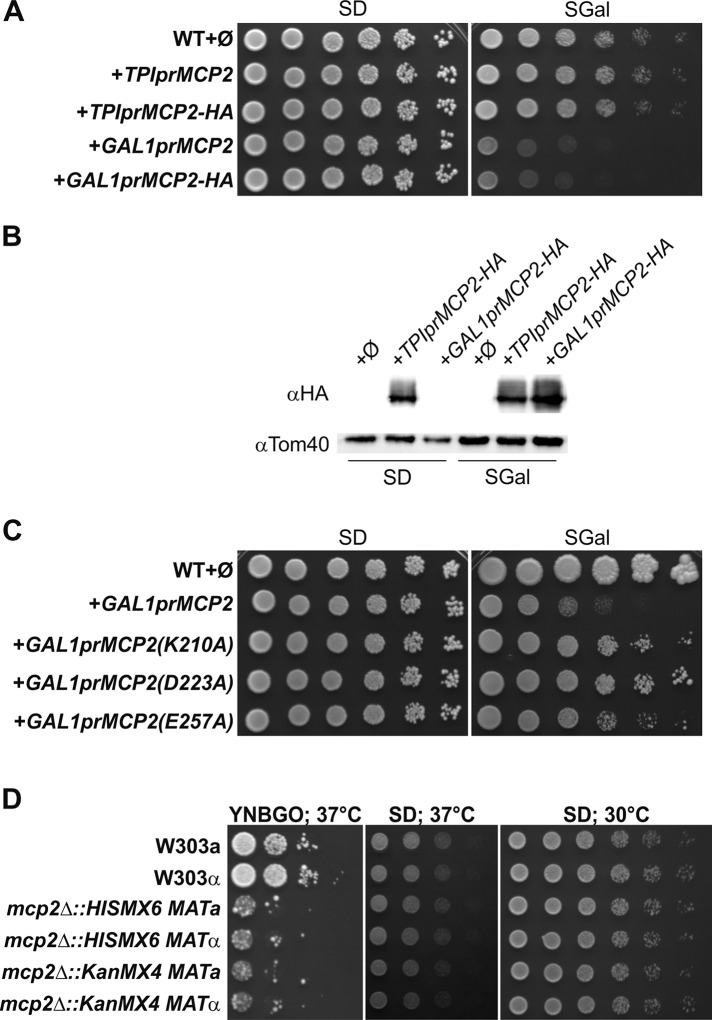 FIGURE 7: