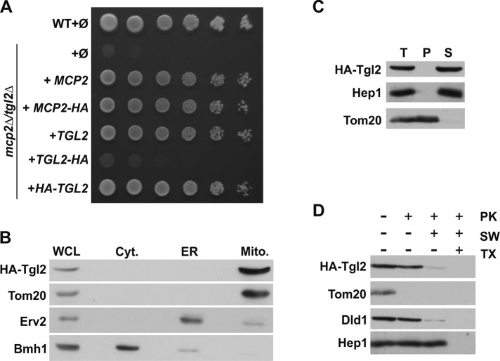 FIGURE 2: