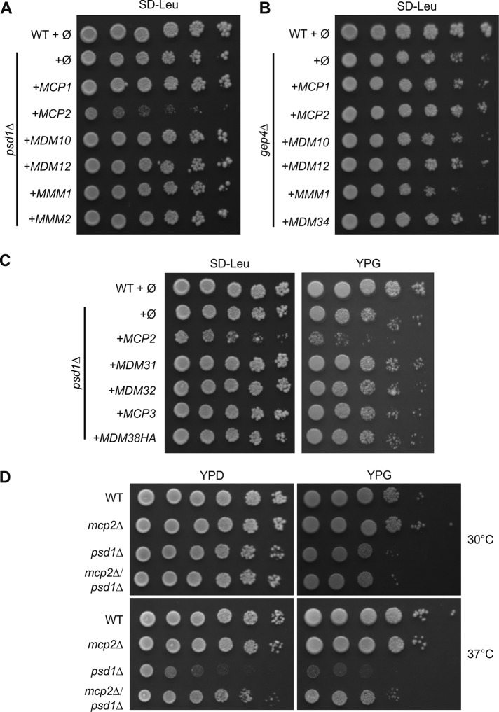 FIGURE 5: