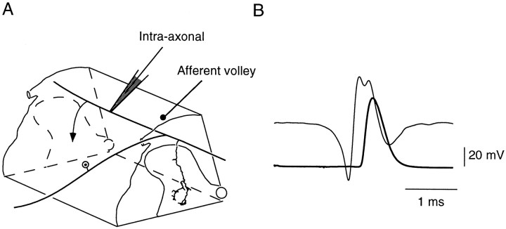 Fig. 1.