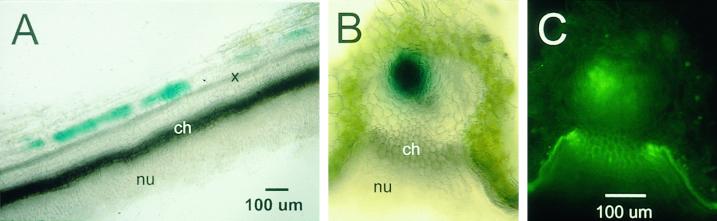 Figure 11