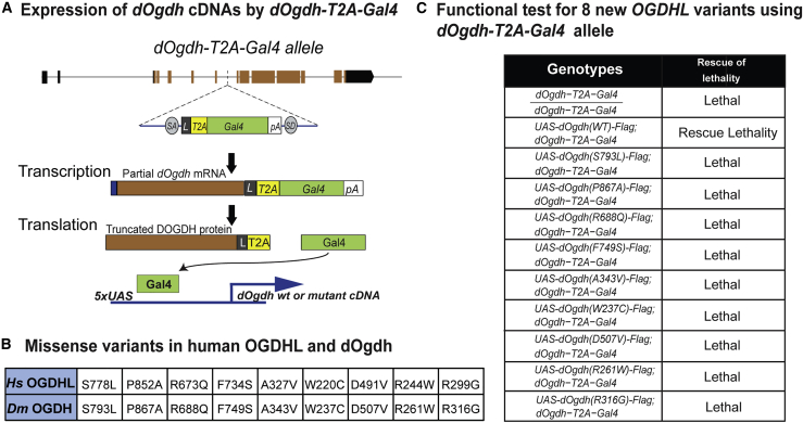 Figure 4