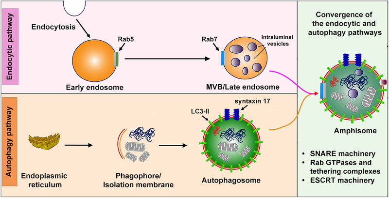 Understanding amphisomes - PMC