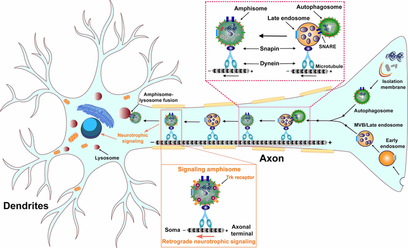 Understanding amphisomes - PMC