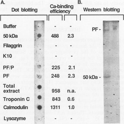 graphic file with name molcellb00013-0647-b.jpg