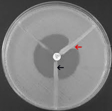 [Table/Fig-1]: