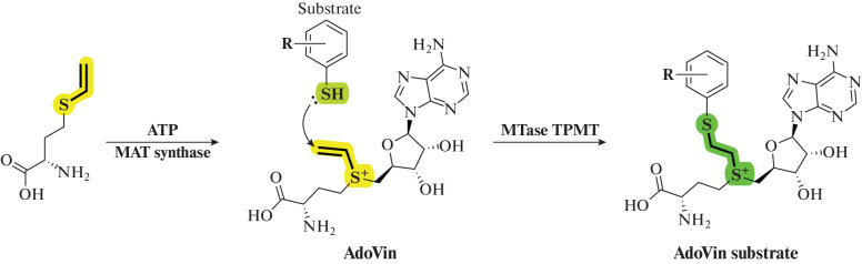 Fig. 21. 