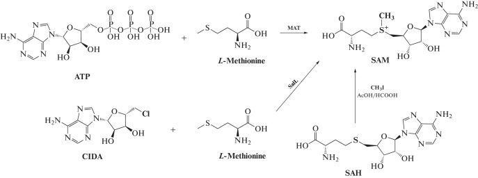 Fig. 2. 