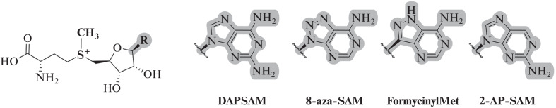 Fig. 24. 