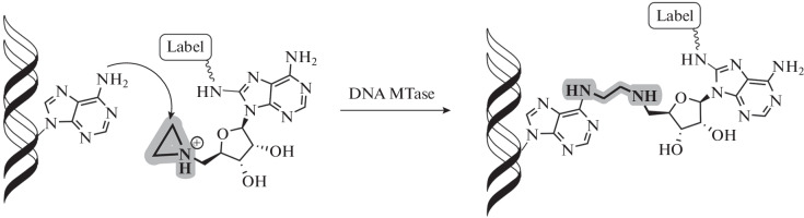 Fig. 18. 