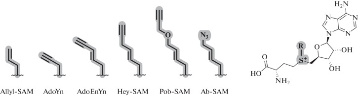 Fig. 12. 