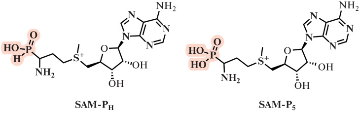 Fig. 5. 