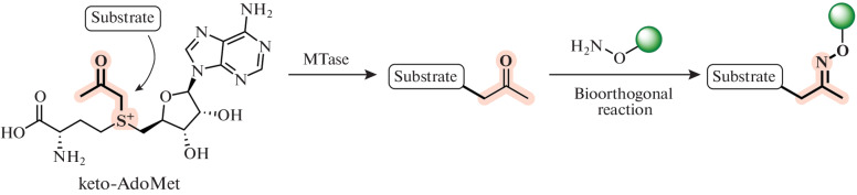 Fig. 11. 