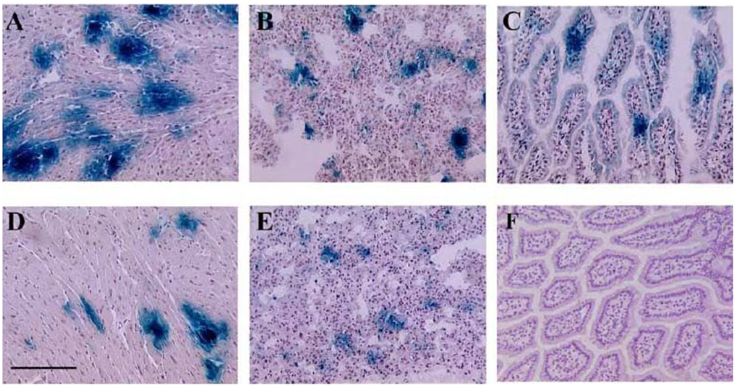 Fig. (1)