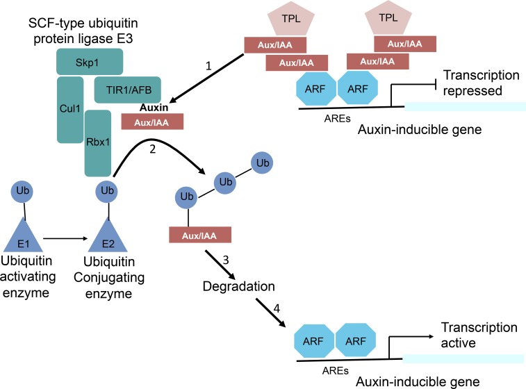 Figure 1.