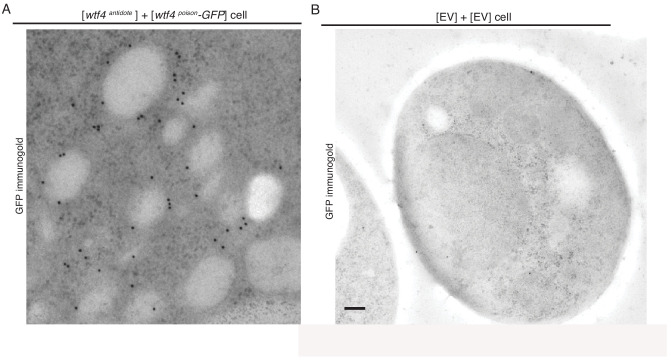 Figure 4—figure supplement 1.