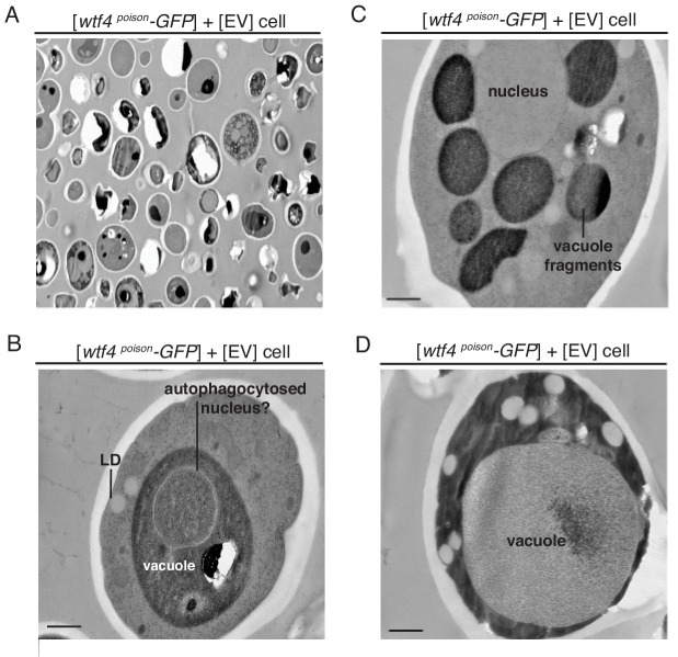 Figure 4—figure supplement 3.