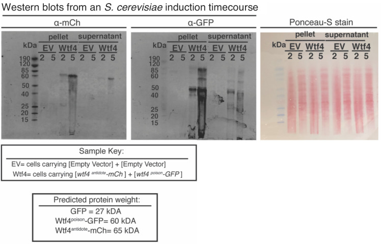 Figure 2—figure supplement 3.