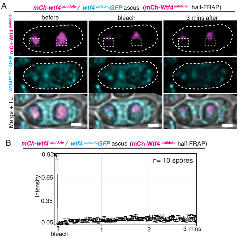 Figure 5—figure supplement 4.