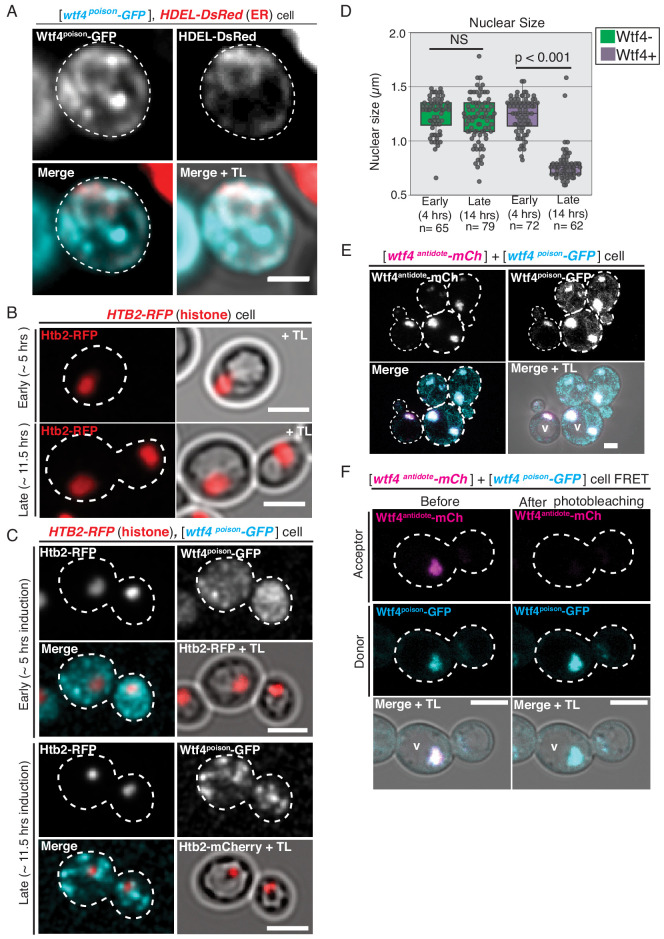 Figure 2—figure supplement 1.