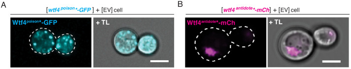 Figure 3—figure supplement 1.