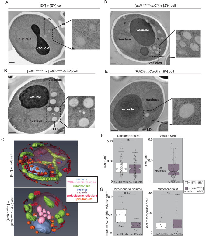 Figure 4—figure supplement 2.