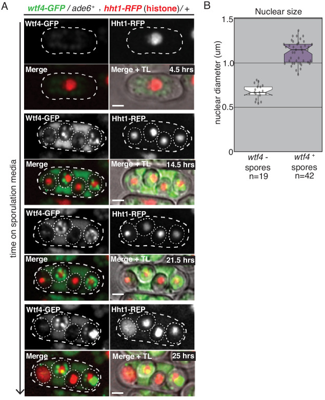 Figure 1—figure supplement 4.