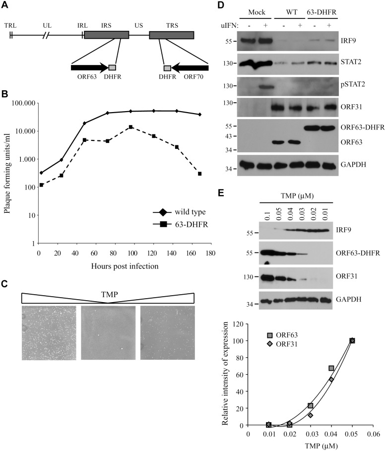 Fig 9