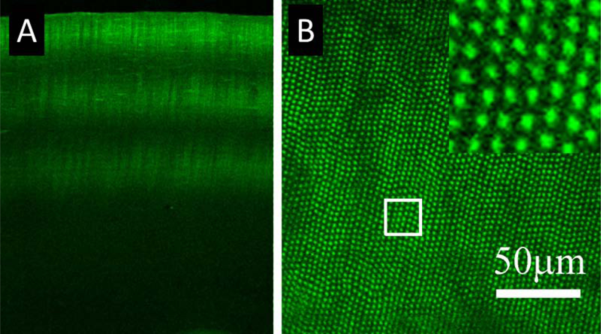 Figure 4: