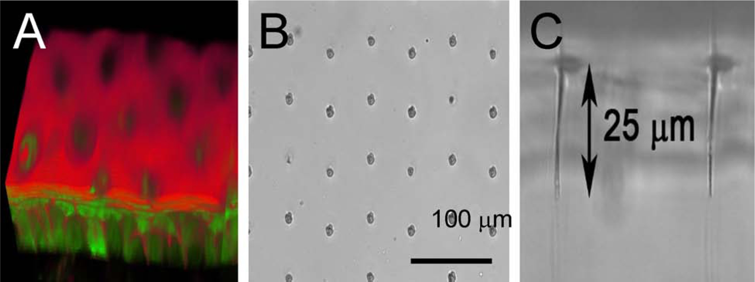 Figure 6: