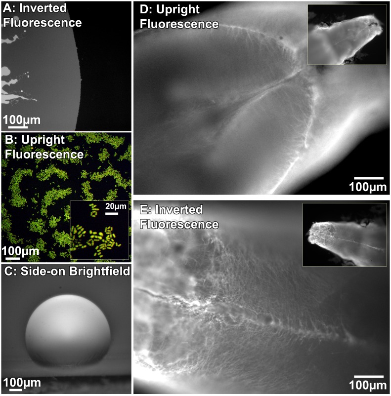 Fig 4