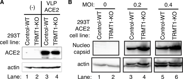 Figure 6—figure supplement 1.