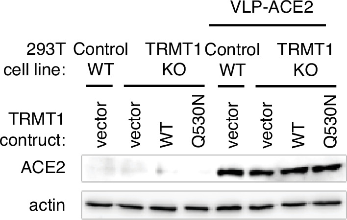 Figure 7—figure supplement 2.