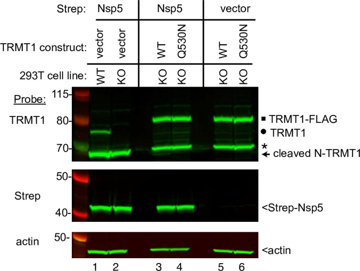 Figure 7—figure supplement 1.