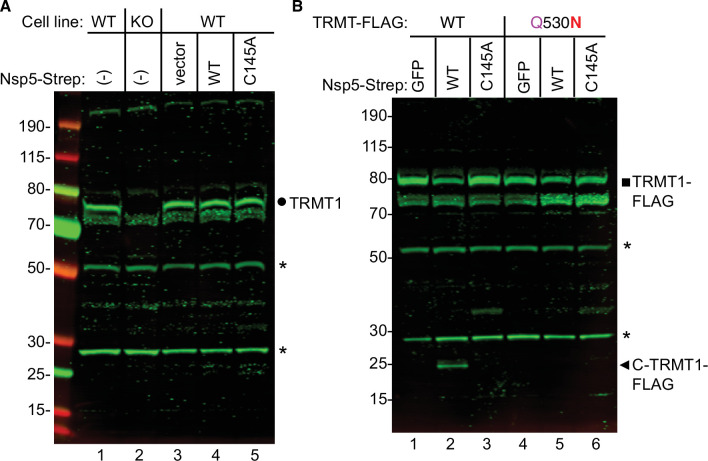 Figure 4—figure supplement 1.