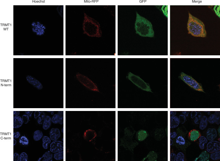 Figure 5—figure supplement 1.