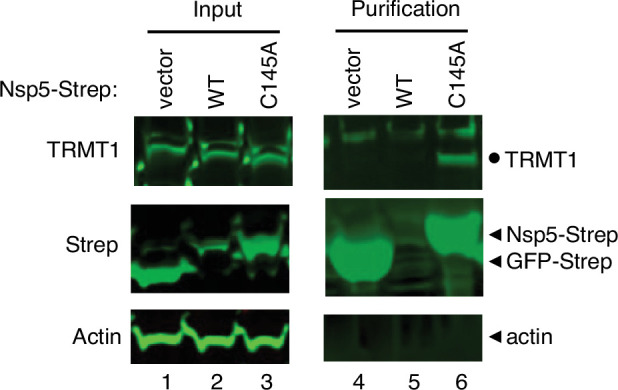 Figure 2—figure supplement 1.