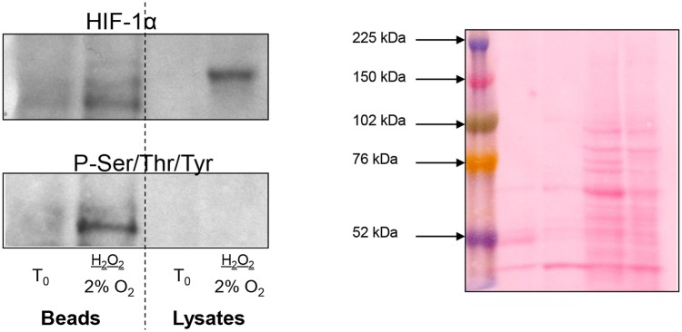 Figure 7