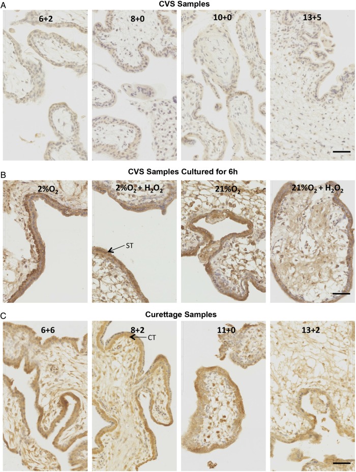 Figure 3