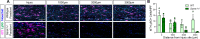 Figure 10—figure supplement 1.