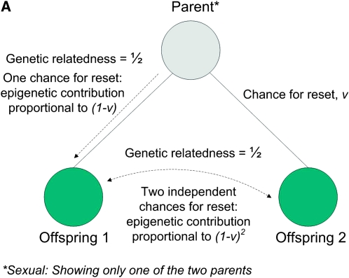 Figure 3.—