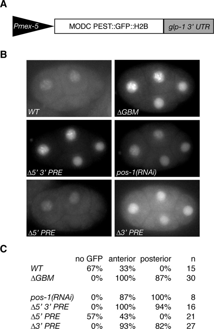 FIGURE 5: