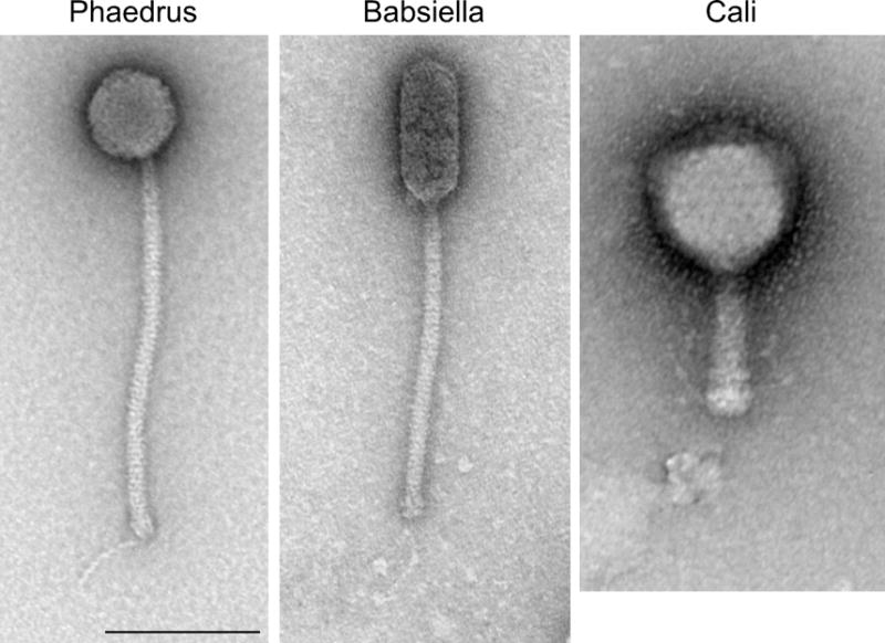 FIGURE 1